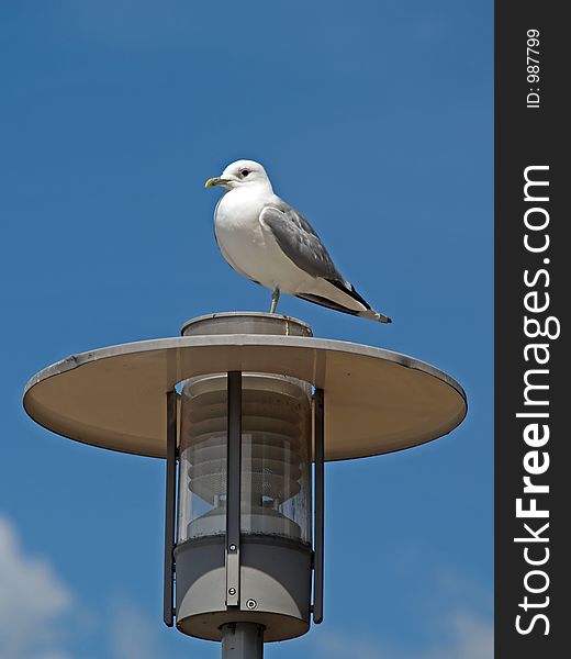 A seagull resting on electric lamp pole. A seagull resting on electric lamp pole