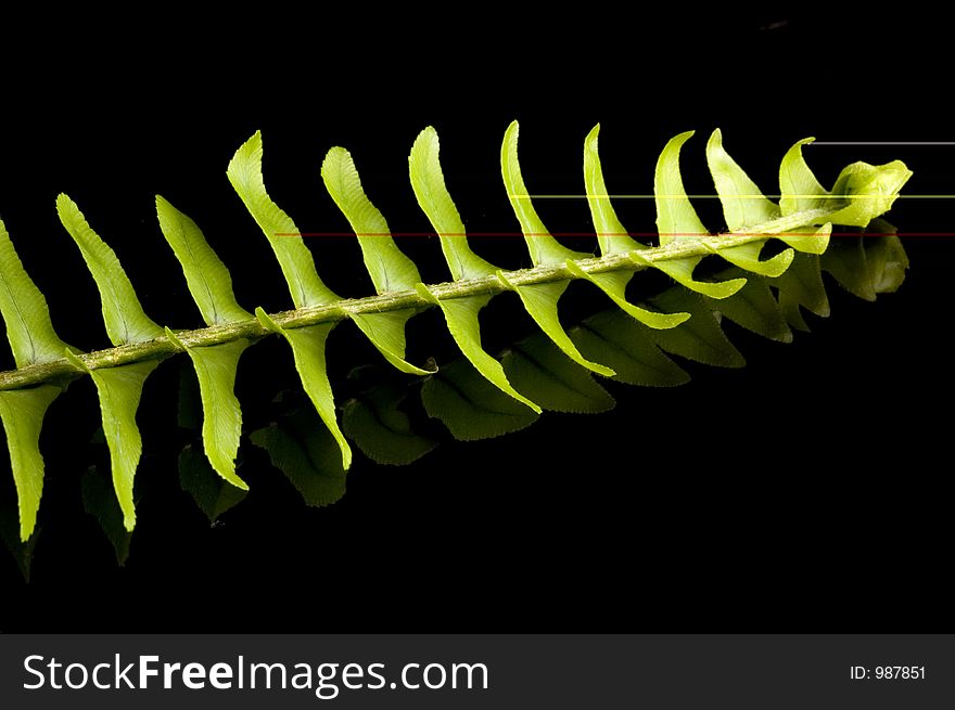 Common fern growing in the Philippines