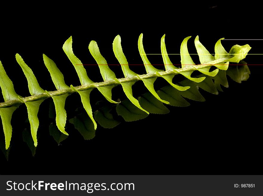 Fern