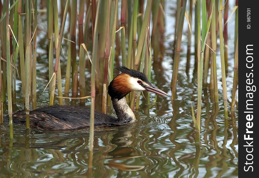 Cock of the Great Crested Grebe near the nest