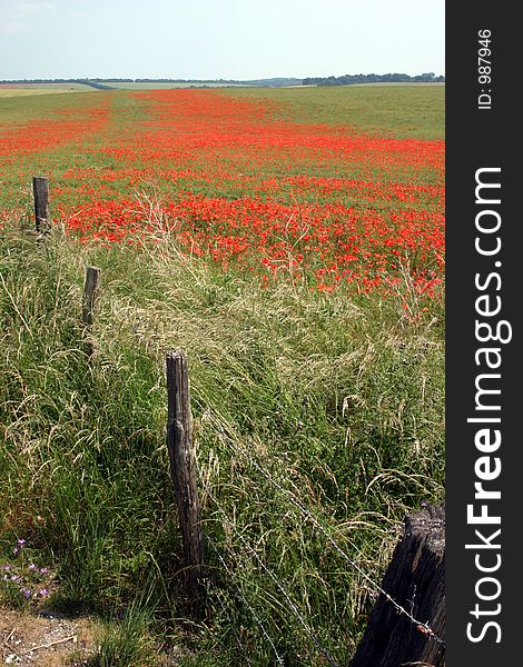 A field of poppies in Wiltshire, barbed wire fence lead-in. A field of poppies in Wiltshire, barbed wire fence lead-in