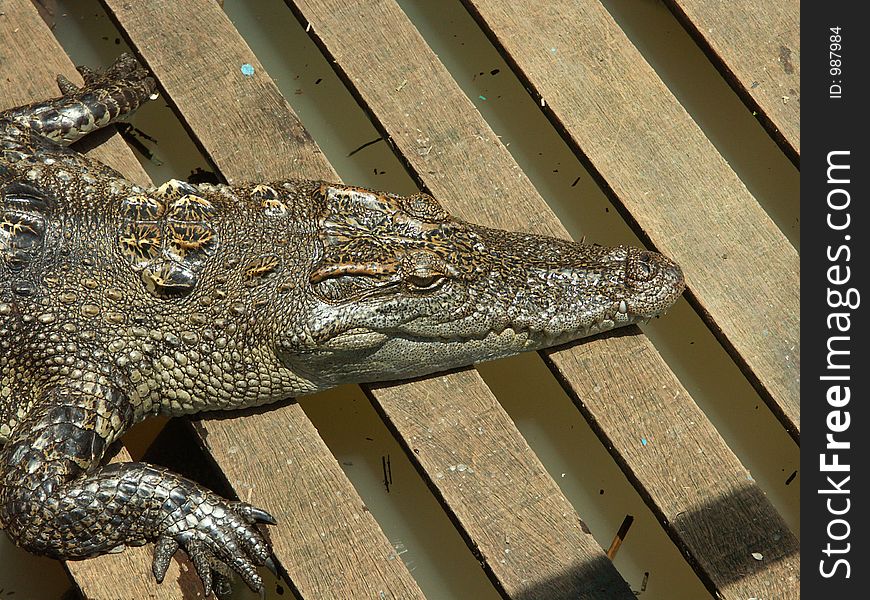 A crocodile in Floating village