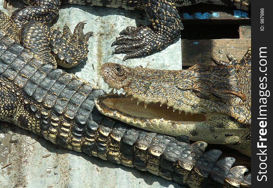 A crocodile in Floating village