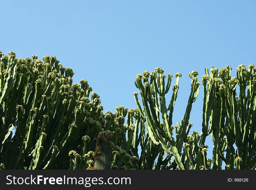 Cactus with blue sky