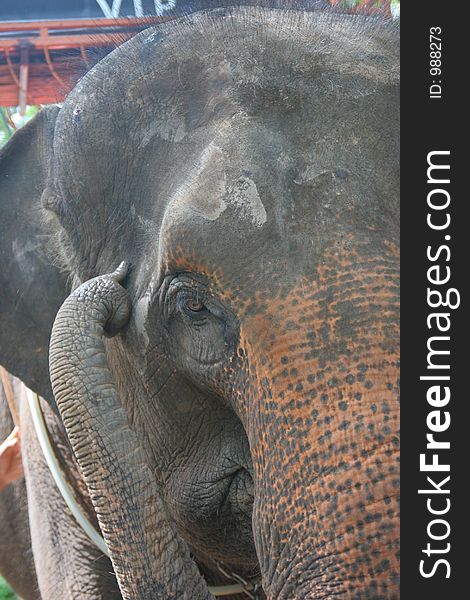 Thai Elephant eye and trunk close up. Thai Elephant eye and trunk close up