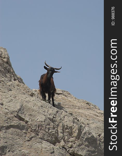 Mountain goat on rock outcrop