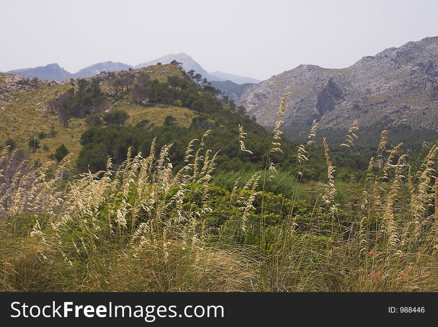 Grasses in forground with mountains in distance. Grasses in forground with mountains in distance