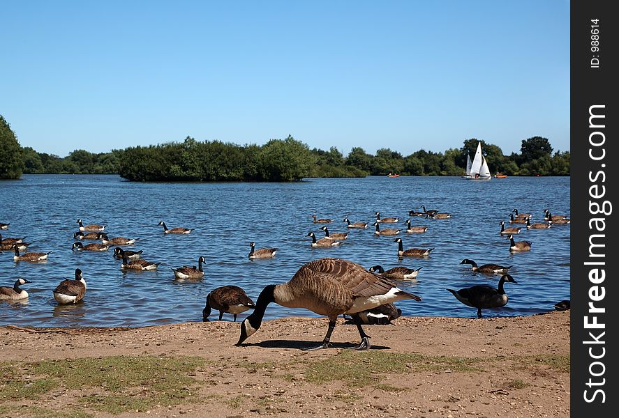 Geese at an english lake in summer, with sailing boat in background. Geese at an english lake in summer, with sailing boat in background.