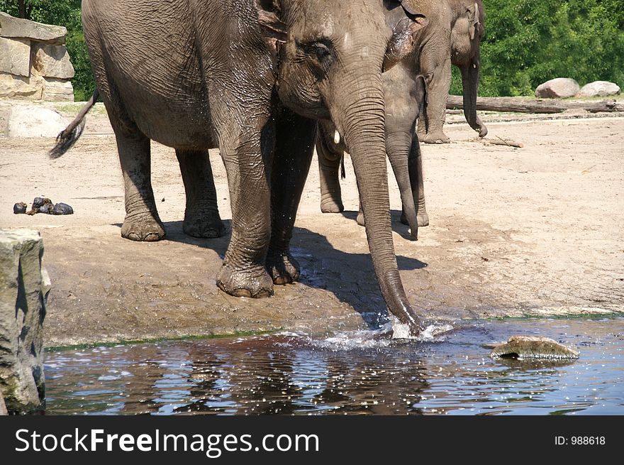 elephant cow with her calf trunk by water hole; zoo berlin; summer 2006. elephant cow with her calf trunk by water hole; zoo berlin; summer 2006