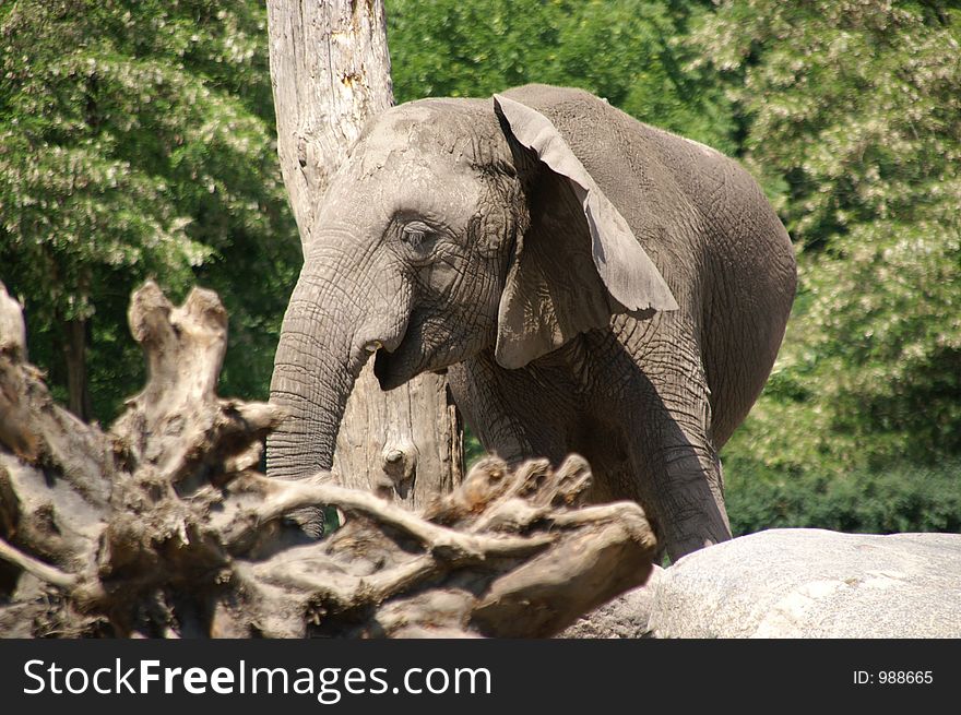 single african elephant by dry tree in zoo of berlin; summer 2006. single african elephant by dry tree in zoo of berlin; summer 2006