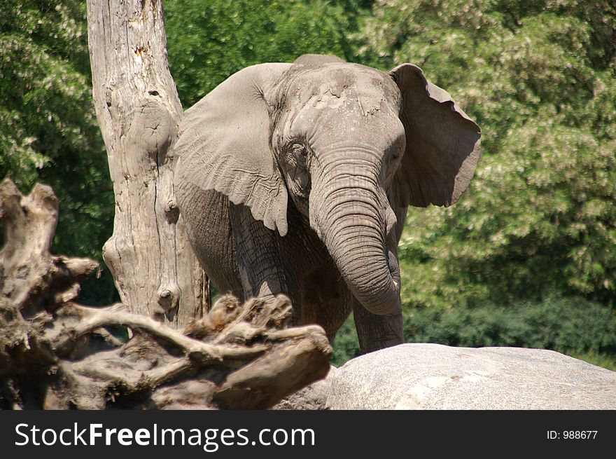 Elephant By Tree 2