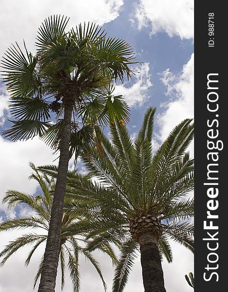 Palm tree leaves against a blue sky with white clouds. Palm tree leaves against a blue sky with white clouds