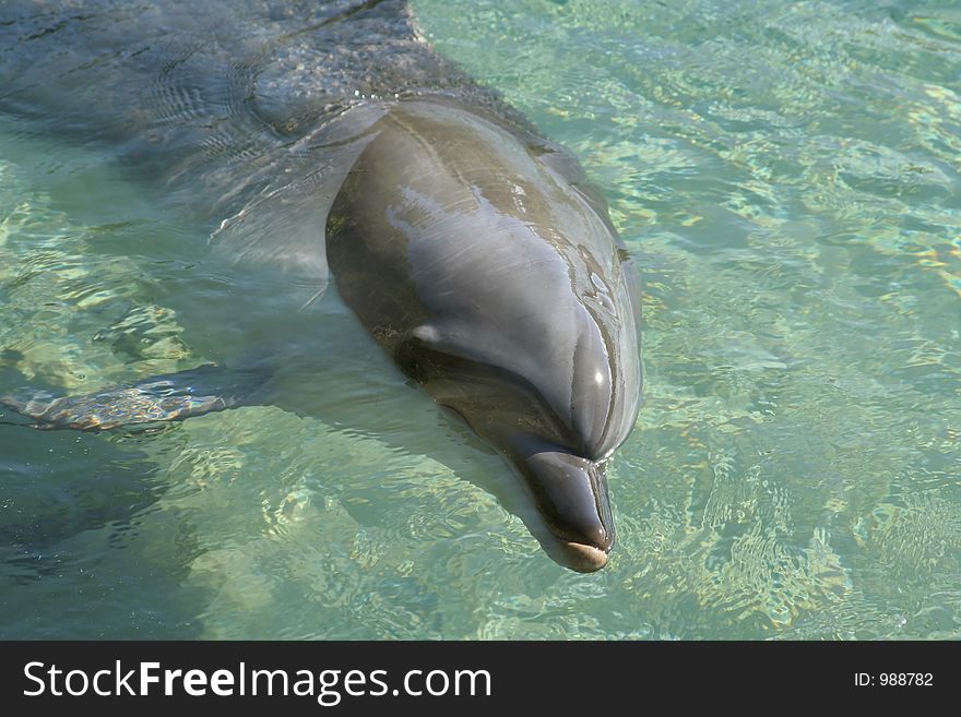 A dolphin swimming in crystal clear water. A dolphin swimming in crystal clear water