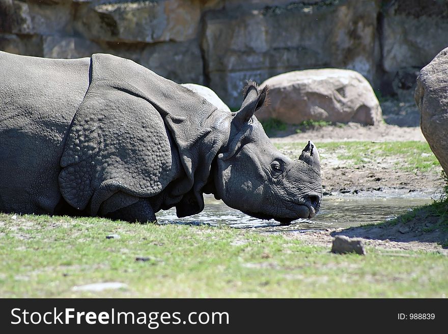 Rhino By Muddy Pool 1