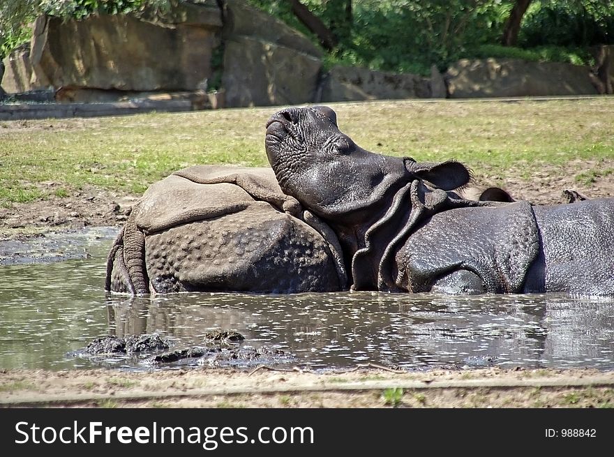rhino by muddy pool 2