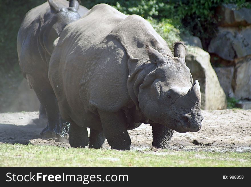 two rhinoceroses in zoo of berlin / germany. two rhinoceroses in zoo of berlin / germany