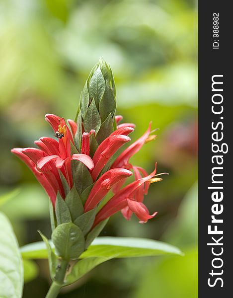 A red flower in a forest garden, Tagaytay City, Philippines. A red flower in a forest garden, Tagaytay City, Philippines