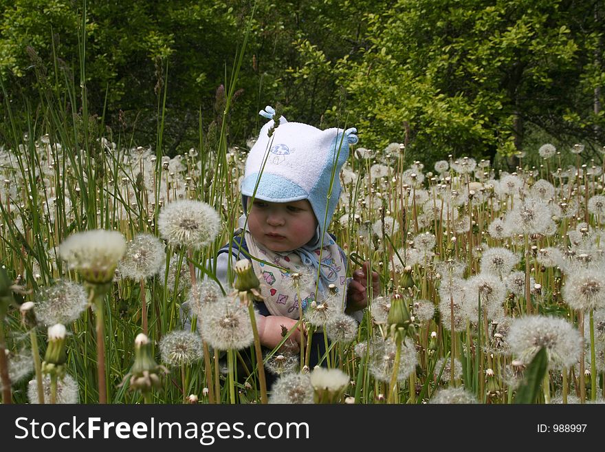 A child in the dandelion meadow. A child in the dandelion meadow