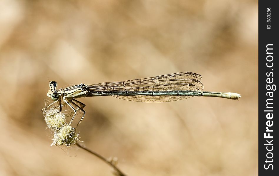 Blue Dragonfly Close-Up