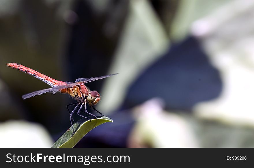 Red Dragonfly on leaf. Red Dragonfly on leaf