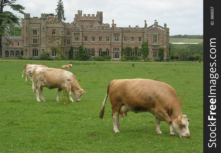 Dairy cows grazing on the lawn of stately home. Dairy cows grazing on the lawn of stately home