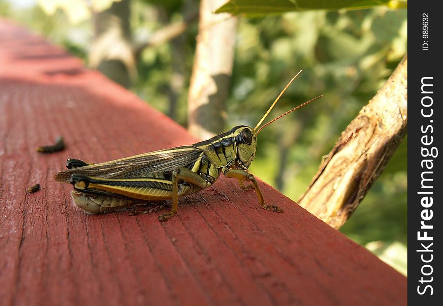 A grasshoppers on a balcony. A grasshoppers on a balcony