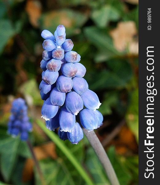 Close-up of spring flower was made in the garden in Czech republic. Close-up of spring flower was made in the garden in Czech republic.