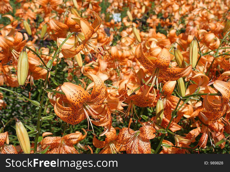 Lilies in the botanical gardens