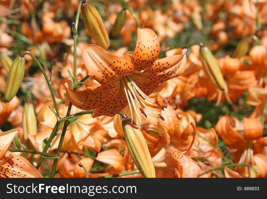 Lilies in the botanical gardens