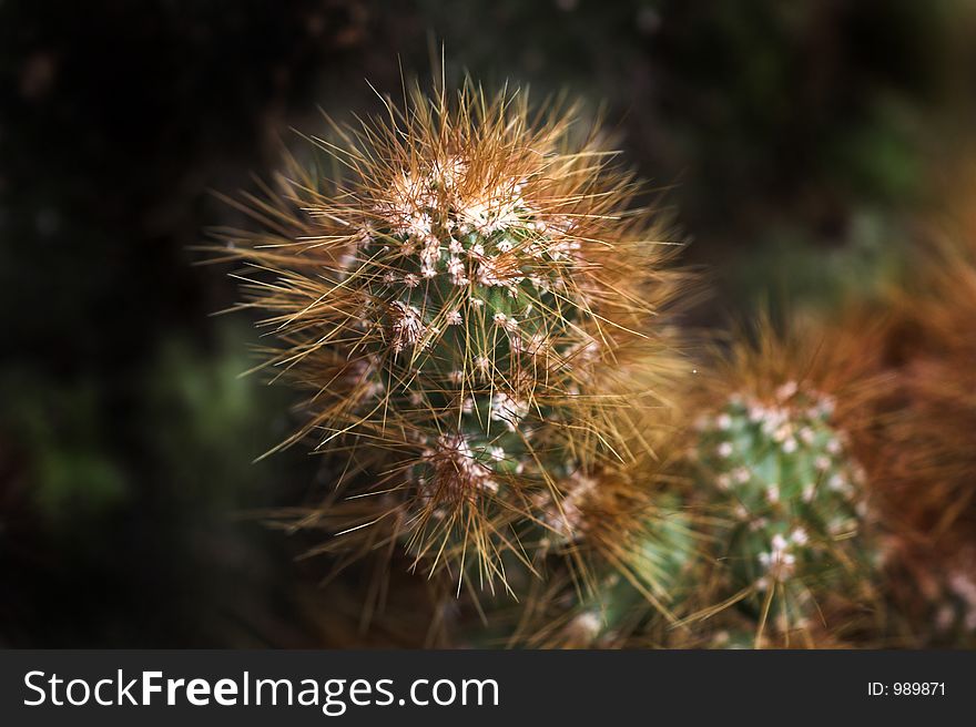 Clsoe-up of cactus plant