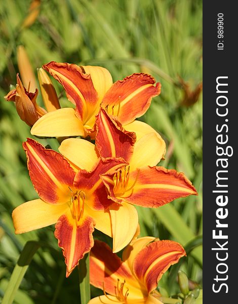 Lilies inthe botanical gardens