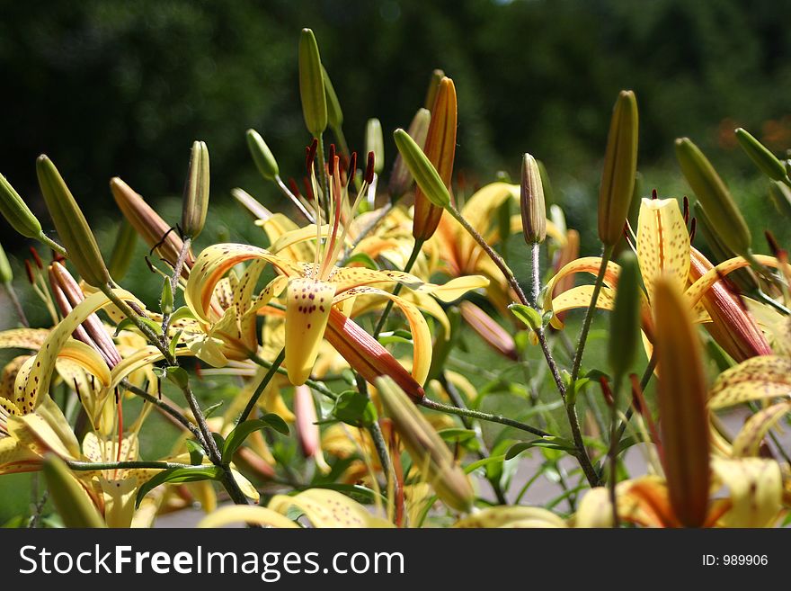 Lilies in the botanical gardens