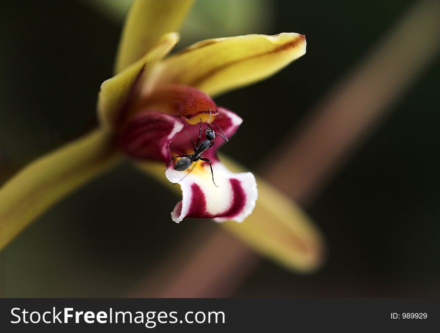 Ant foraging for food in an orchid flower. Ant foraging for food in an orchid flower