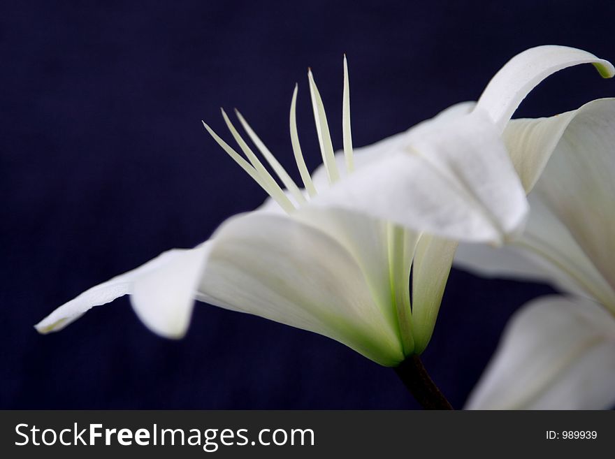 White lily with blue background. White lily with blue background