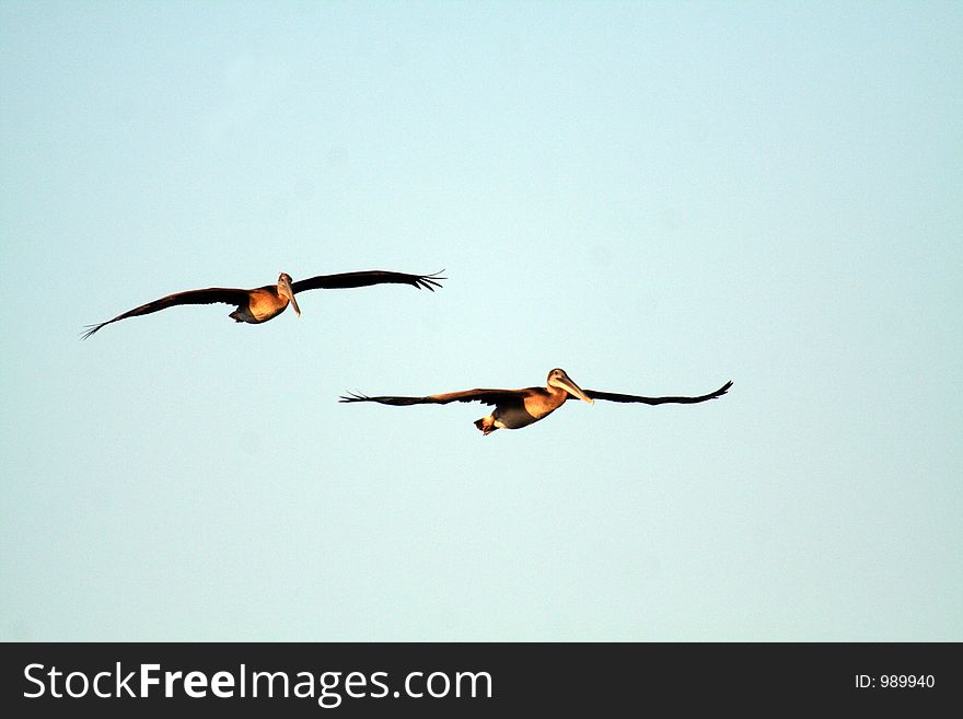 Two brown pelicans in flight