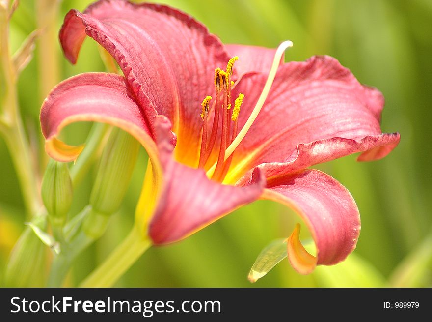 Vibrant Red and yellow flower blooming and bursting with color.