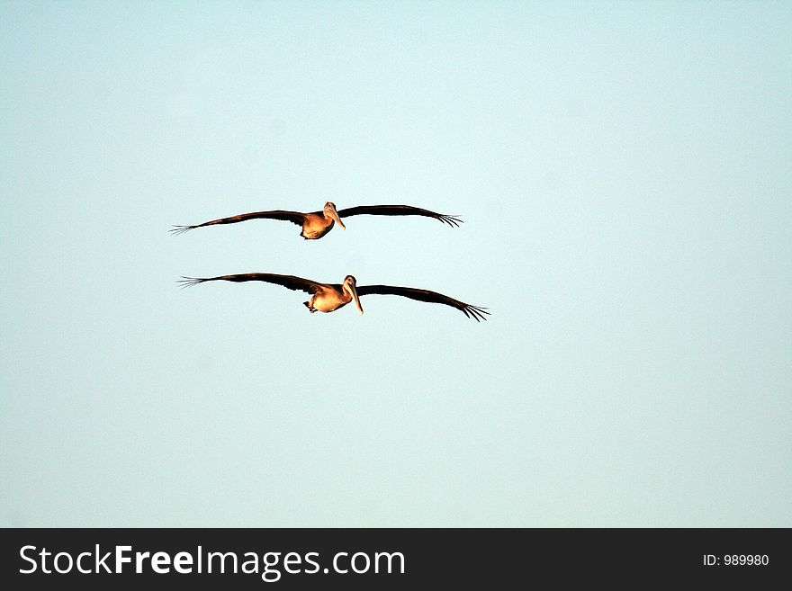 Two pelicans flying close together