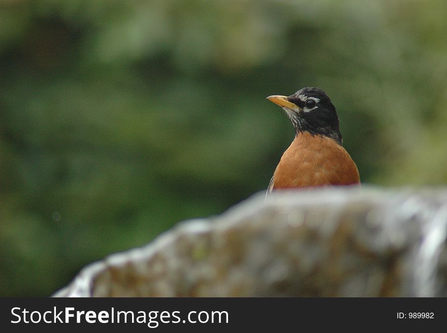 Bird gazing into space over the top of a waterfall.