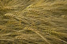 Wheat Ear Stock Images Wheat Ear Stock Images