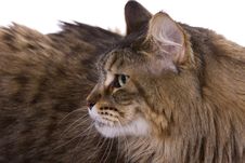 Cat Portrait, Maine Coon Royalty Free Stock Photo Cat Portrait, Maine Coon Royalty Free Stock Photo