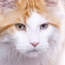 Cat Portrait, Maine Coon Stock Photography Cat Portrait, Maine Coon Stock Photography
