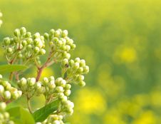 White Field Flower On Green Field Background Stock Images White Field Flower On Green Field Background Stock Images