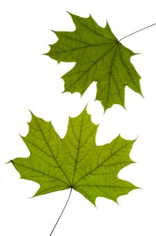 Dry Green Maple Royalty Free Stock Photo
