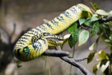 Snake Royalty Free Stock Image Snake Royalty Free Stock Image