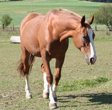 Beautiful Horse Stock Photography