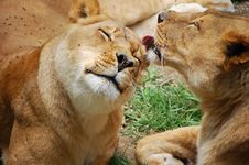 Lion Licking Other Lion Royalty Free Stock Images