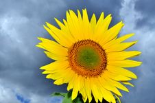 Sunflower Royalty Free Stock Photography Sunflower Royalty Free Stock Photography