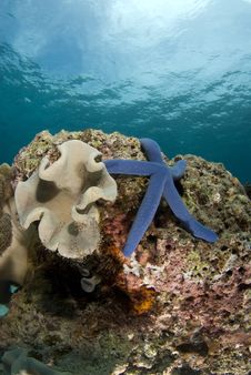 Sea Star And Coralhead Portrait Royalty Free Stock Photos Sea Star And Coralhead Portrait Royalty Free Stock Photos
