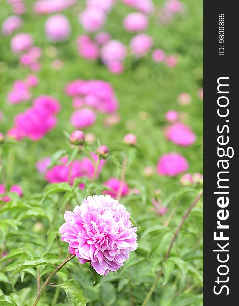 Peony , beautiful color , peculiar picture composition