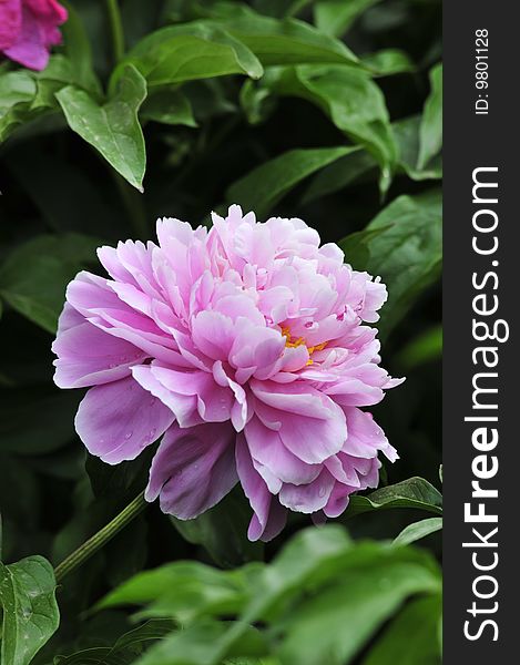 Peony , beautiful color , peculiar picture composition